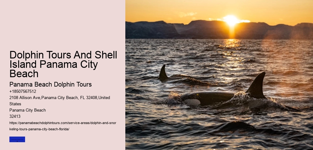 Shell Island Dolphin Tours Panama City Beach FL