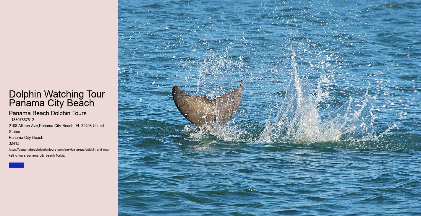 Where Is The Best Place To Swim With Wild Dolphins