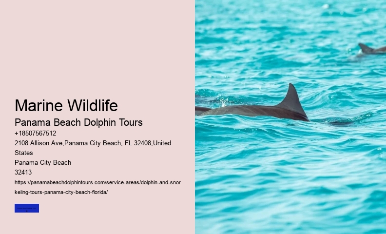 Best Dolphin Tour Panama City Beach