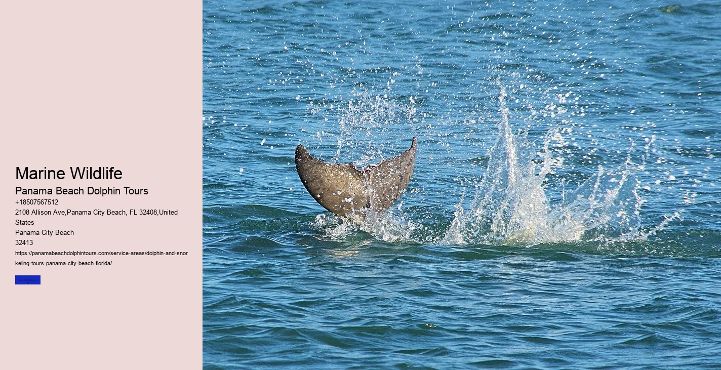 Dolphin Cruise Panama City Beach