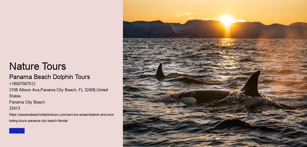Dolphin Watching Tour Panama City Beach