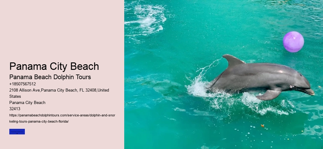 What Time Of Year Do Dolphins Come Out