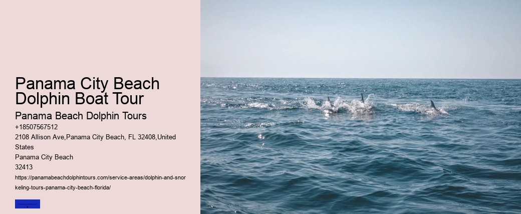 Six Reasons Why You Should Not Swim With Wild Spinner Dolphins
