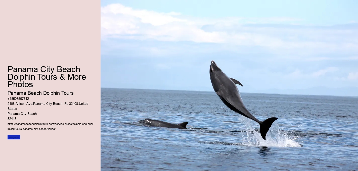 Dolphin Sightseeing Tour Panama City Beach