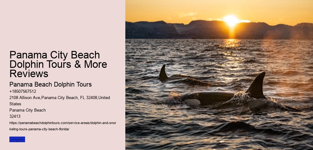 Dolphin Swim Tours Panama City Beach