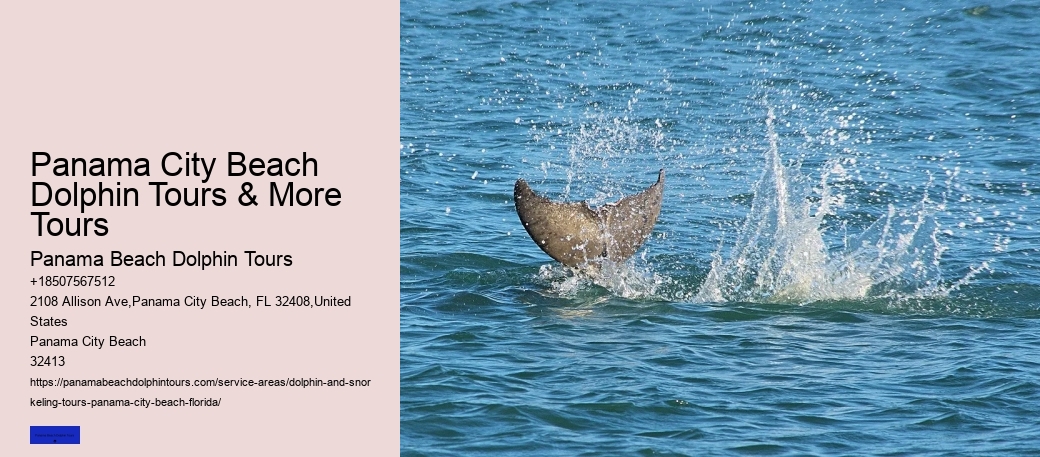 What Month Is Best For Dolphin Watching