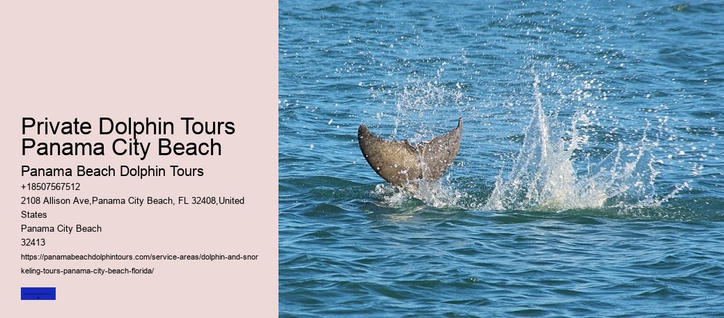Why You Shouldn't Swim With Dolphins