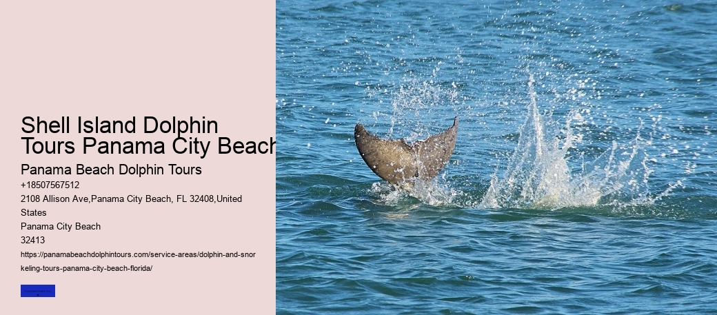 Why Do Dolphins Come Close To Shore In The Morning