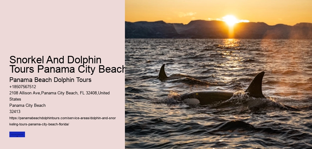 18 Best Places To Swim With Dolphins